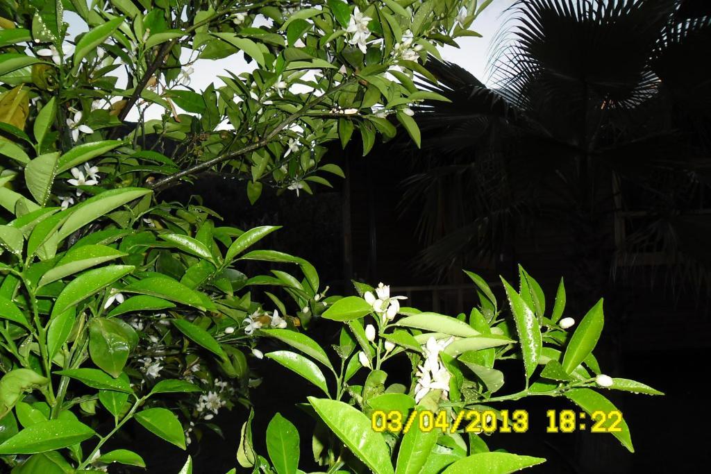 Cesur Pansiyon Hotel ชิลารึ ภายนอก รูปภาพ