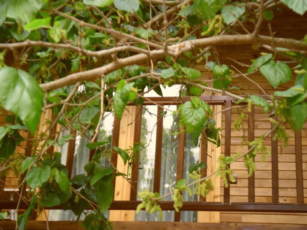 Cesur Pansiyon Hotel ชิลารึ ภายนอก รูปภาพ